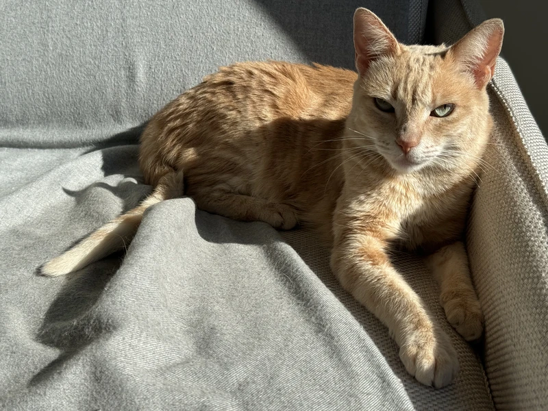 Original pet photo for Magazine Cover