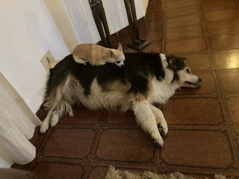 Original pet photo for Pop Art Blast