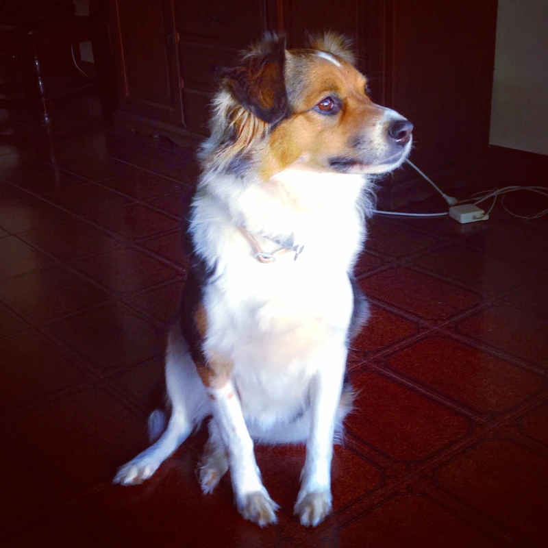 Original pet photo for Renaissance Portrait